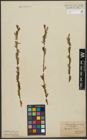 Foto von Salix purpurea L. x Salix viminalis L.